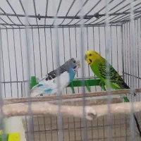 مرغ عشق|پرنده|دهگلان, |دیوار
