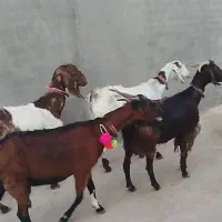 بزشیرا پاکستانی