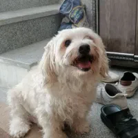 واگذاری سگ|سگ|یزد, |دیوار