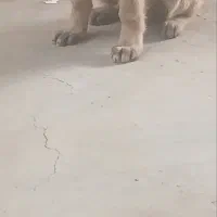 سگ سراب|سگ|رباط‌کریم, شهرک صنعتی سبلان|دیوار