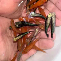 ماهی دم شمشیری مولد شکم پر