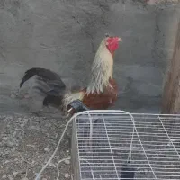 خروس محلی اصل جوون