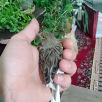 قناری ماده اماده|پرنده|اردبیل, |دیوار