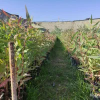 فروش عمده نهال اکالیپتوس|خدمات باغبانی و درختکاری|مسجد سلیمان, |دیوار