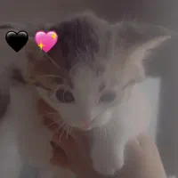 گربه فروشی روباهی  پاندای   پلنگی ...