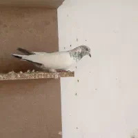 کبوتر کله سبز