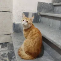 گربه نارنجی