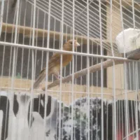 قناری ماده اماده