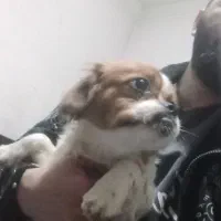 پیکینز|سگ|ارومیه, |دیوار