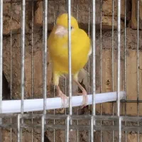 قناری نر و ماده|پرنده|شیراز, شهرک گلها|دیوار