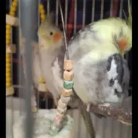 عروس هلندی|پرنده|زرندیه, |دیوار