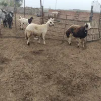 قوچ شیشک و بره قوچ بروجردی