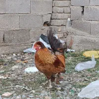 خروس سلطان|حیوانات مزرعه|گمیشان, |دیوار