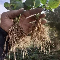 نشاء توت فرنگی|گل و گیاه طبیعی|شوش, |دیوار