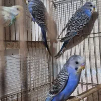 مرغ عشق|پرنده|رشت, پسیخان|دیوار