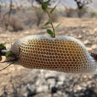 عسل طبیعی کُنار