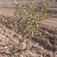 مشاوره کشت و کار ارگانیک|گل و گیاه طبیعی|مشهد, کلاهدوز|دیوار