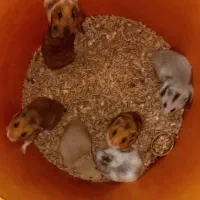 همستر بازیگوش و رام شده
