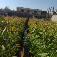 فروش عمده نهال اکالیپتوس|خدمات باغبانی و درختکاری|جهرم, |دیوار