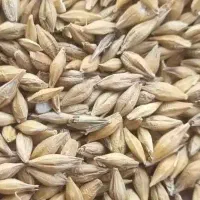 جو دامی مرغوب  22000
