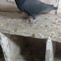 کبوتر|پرنده|اردبیل, |دیوار