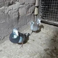 پلنگ|پرنده|کرمان, |دیوار