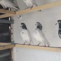 پاکستانی پیور