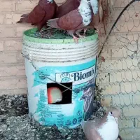 کفتر فروشی زرد گلی رسمی|پرنده|بهرمان, |دیوار