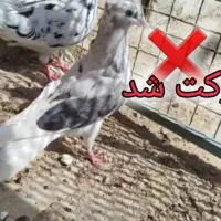 کوهی دمسفید|پرنده|سوسنگرد, |دیوار