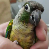 گرنچیک نر بالغ یلو ساید