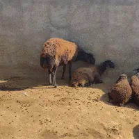 شیشک/قوچ/گوسفند