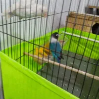 طوطی برزیلی مولد|پرنده|ملارد, |دیوار