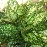 آگلونما سفید سطل ۳ چند یوته