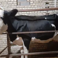 سلام ۱عدد گاوسیمینتال