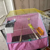 مرغ عشق بالغ