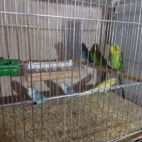 فروش مرغ عشق خانگی سالم و سرحال|پرنده|شهر بابک, |دیوار