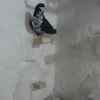 کبوتر فروشی