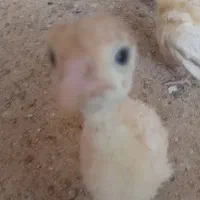 جوجه بوقلمون بیوتی ۲۵ عدد|حیوانات مزرعه|هندیجان, |دیوار