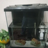 آکواریم با دو عددماهی|ماهی|تربتحیدریه, شهرک ولیعصر|دیوار