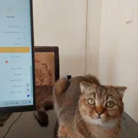 گربه اسکاتیش بریتیش