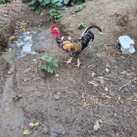 خروس های مولد پرکامل سیامرندی.گلپایگانی.گلین.برهما|حیوانات مزرعه|خرمآباد (تنکابن), |دیوار