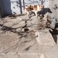 فروش سگ پاکوتاه قیمت ۱۰میلیون|سگ|هشترود, |دیوار