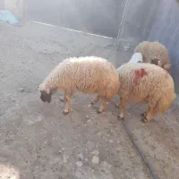 گوسفند  بره .کاور