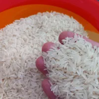 برنج فجر سوزنی سورت شده|خوردنی و آشامیدنی|گرگان, |دیوار