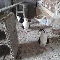 فروش کبوتر شهری افغانی|پرنده|گله دار, |دیوار