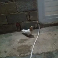 باشی ساری ماده