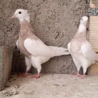 طوقی آجری *کارتنی