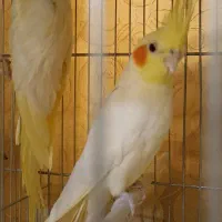 مولد تضمینی به شرط فقط 2500|پرنده|سامان, |دیوار