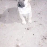 توله سگ سرابی|سگ|اردبیل, |دیوار