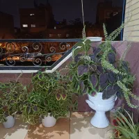گل و گیاه طبیعی|گل و گیاه طبیعی|اصفهان, صدف|دیوار